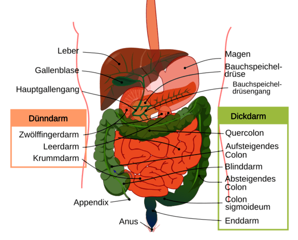 https://cdn.gdch.de/prod/csm_Abb5_Verdauungssystem_40f3629ef4_87fc5dd019.png