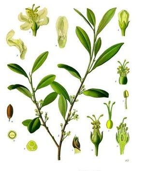 https://cdn.gdch.de/prod/csm_Abb_1_Kokain_Erythroxylum_coca_K_C3_B6hlers_012b2a3366_62a81f3e8a.jpg