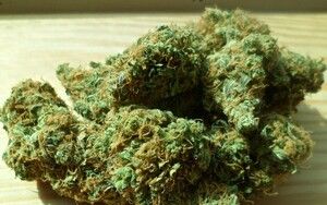 https://cdn.gdch.de/prod/csm_Abb_2_Cannabis_Marihuana_Pixabay_024c5da2a6_539fd033fb.jpg