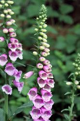 https://cdn.gdch.de/prod/csm_Digitalis_purpurea_roter_Fingerhut_Wikipedia_ccdfe1b075_02bd826923.jpg