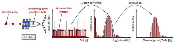 https://cdn.gdch.de/prod/csm_Einzelzellenanalytik_1_05b8b9fabd_088b7d2133.jpg