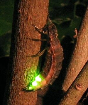 https://cdn.gdch.de/prod/csm_Gluehwuermchen_Lampyris_noctiluca_Wikipedia_5adcf20f2d_eae051fb64.jpg