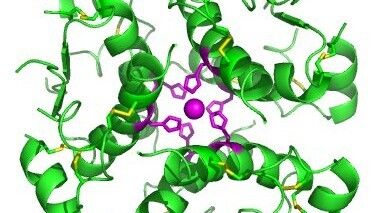 https://cdn.gdch.de/prod/csm_Insulin_Hexamer_wikipedia_cf5b20d525_2c4b02371e.jpg