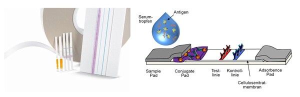 https://cdn.gdch.de/prod/csm_KW_8_Sartorius_Lateral_Flow_Assay_bearbeit_2880002b9d_bca8465999.jpg