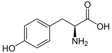 https://cdn.gdch.de/prod/csm_L_Tyrosin_L_Tyrosine_svg_d395e7b971_8cf00455e0.png