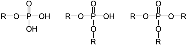 https://cdn.gdch.de/prod/csm_Phosphors_C3_A4ureester_936f6d4361_f0e580e1ff.png