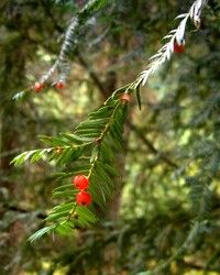 https://cdn.gdch.de/prod/csm_Taxus_brevifolia_Blue_Mts_WA_7a56ebacc1_4535ceb00c.jpg